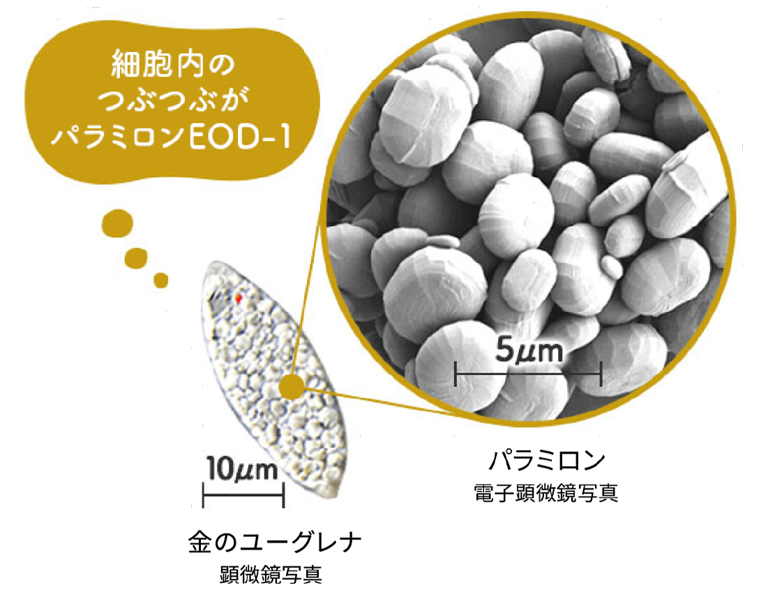 パラミロンは成分の名前