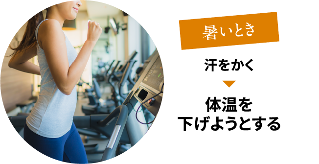 暑いとき：汗をかく→体温を下げようとする
