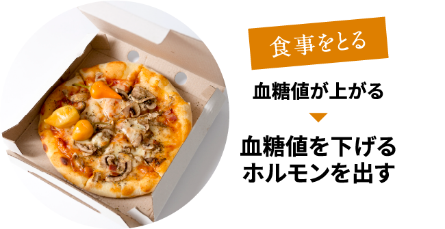 食事をとる：血糖値が上がる→血糖値を下げるホルモンを出す