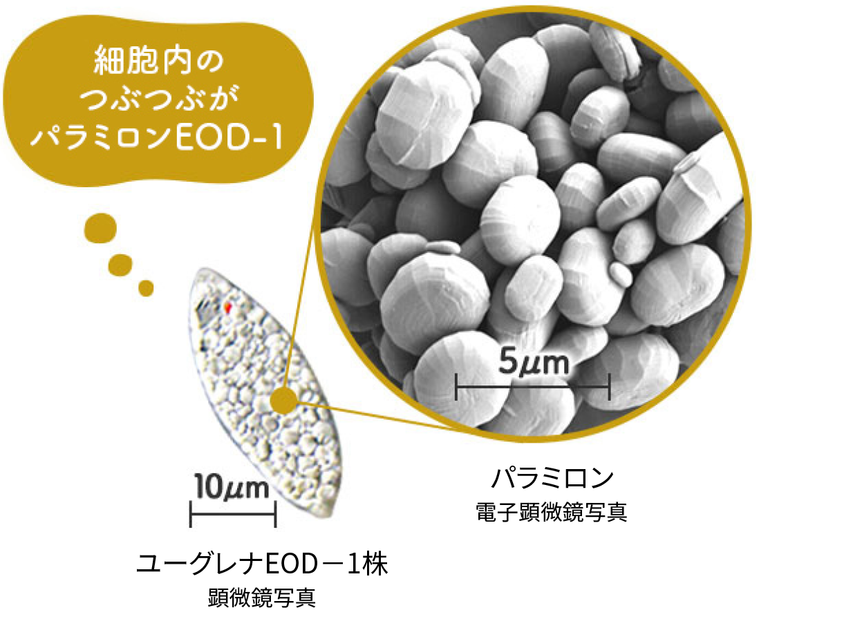 パラミロン電子顕微鏡写真