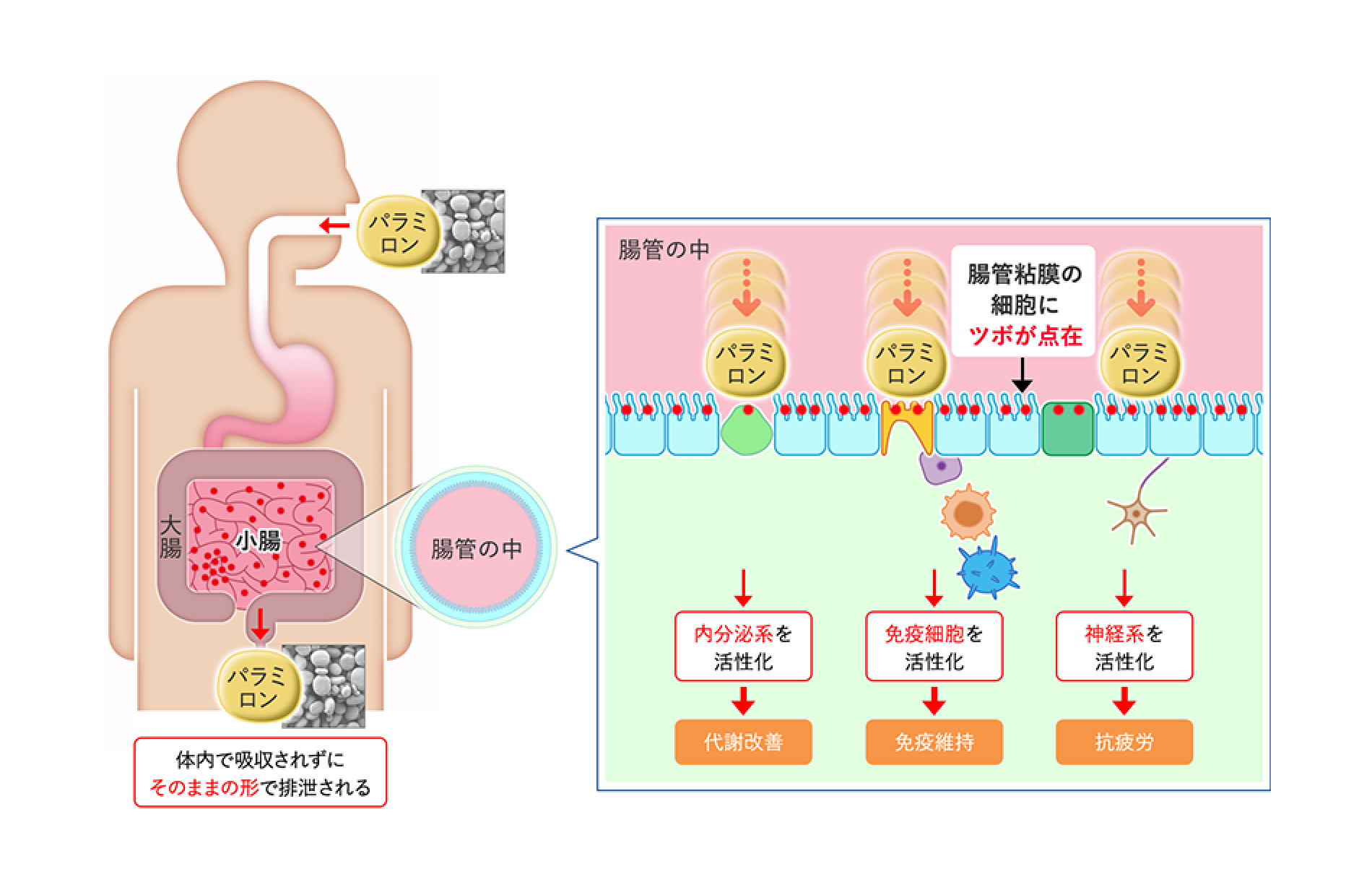 体内で吸収されずにそのままの形で排出されるパラミロン