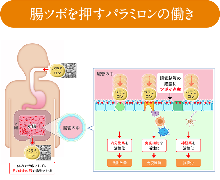 腸ツボを押すパラミロンの働き